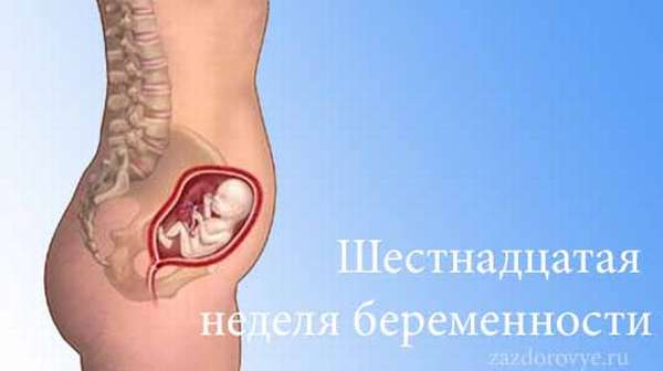 Тянет низ живота 16 недель беременности. Как выглядит ребенок в животе на 16 неделе. Эмбрион на 16 неделе беременности. Расположение ребенка на 16 неделе беременности. Беременность 16 недель где расположен плод.