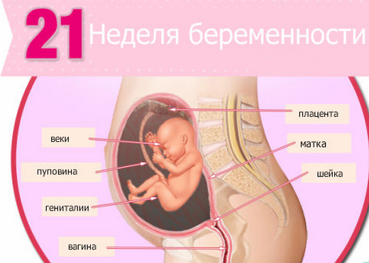 На 21 неделе беременности ребенок продолжает активно развиваться 