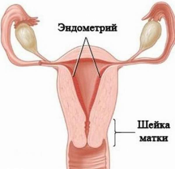 Цервикальный эндометрий. Слизистая оболочка матки.