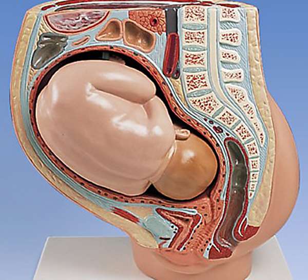 Узкий таз у беременной женщины может привести к неправильному положению плода