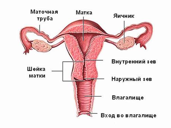 физиология и строение матки