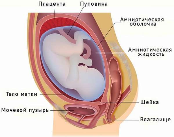 плацента при беременности