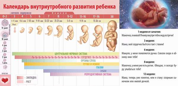 В интернете можно скачать специальный календарь, где показано, как выглядит ребенок на определенной неделе беременности 