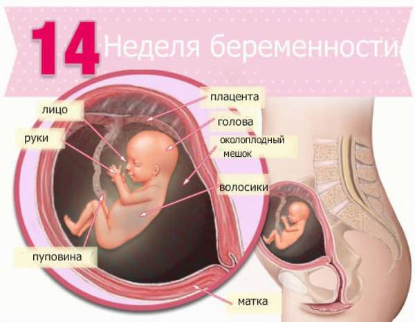 Второй триместр беременности начинается с 13-14 недели 