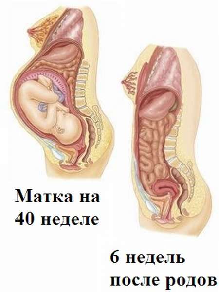 Сокращение матки после родов