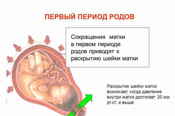 Перед и во время первого периода родов у женщины может наблюдаться резкое уменьшение веса и изменение структуры шейки матки 