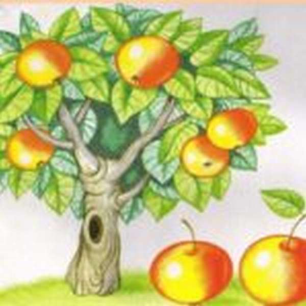 Яблоки на дереве задание по математике