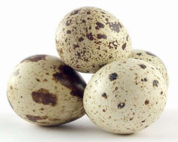 Преимущество перепелиных яиц в том, что они уменьшают токсикоз и содержат большое количество фолиевой кислоты 