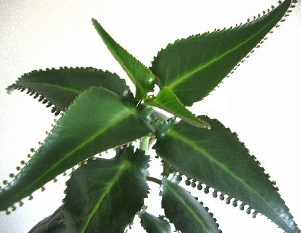 Растение каланхоэ можно приобрести в специализированном магазине по доступной цене 