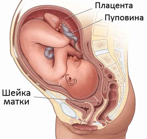 Матка во время беременности