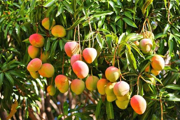 Манго - тропический фрукт, и есть его в большом количестве не рекомендуется