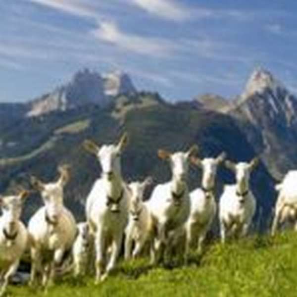 Стадо коз в горах